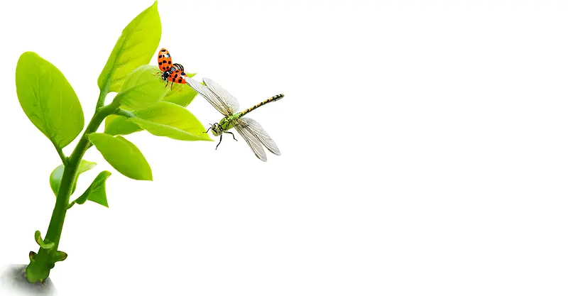 树叶瓢虫蜻蜓