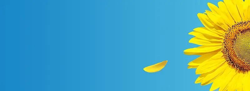 九月你好秋季向日葵背景Banner