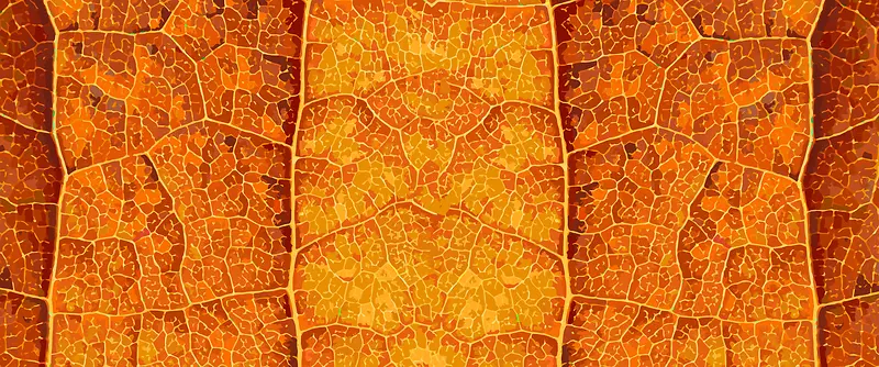 秋季树叶叶脉矢量纹理