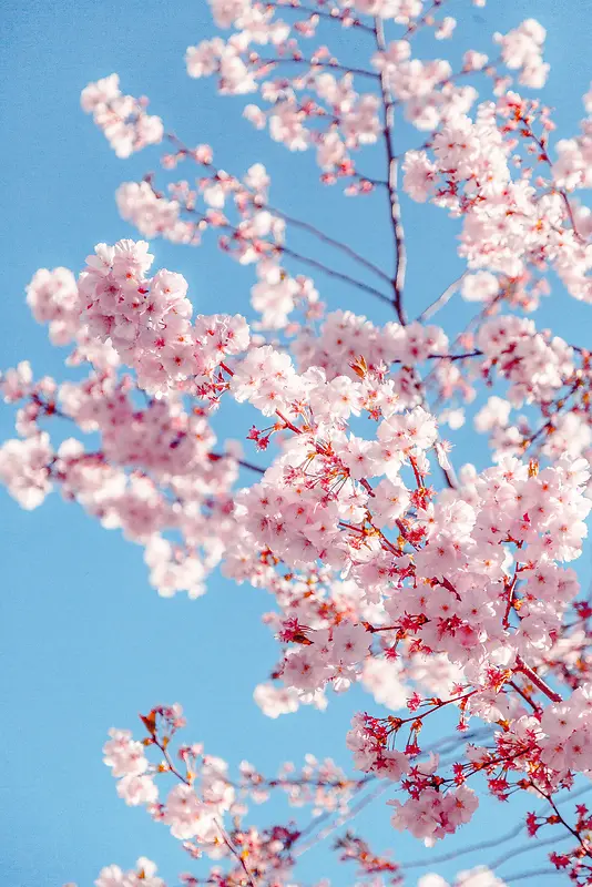 春季粉色桃花