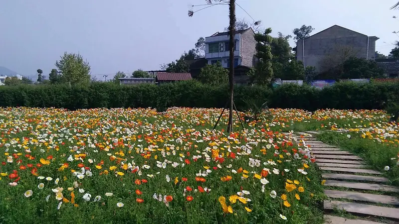 人间四月芳菲尽-山寺桃花始盛开