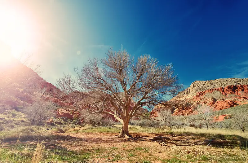 烈日 沙漠 蓝天 干旱 树 背景