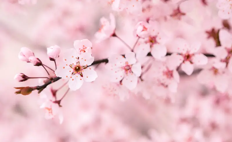 粉色系花朵摄影