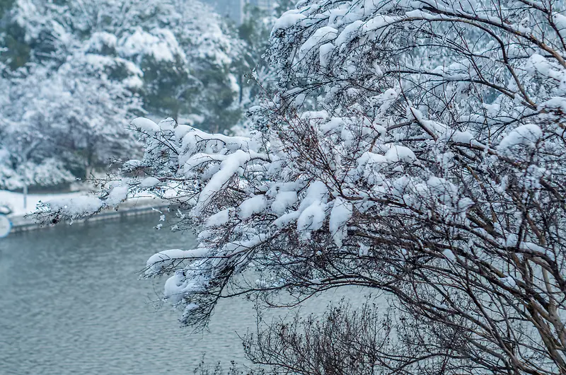 冬季雪压树弯腰