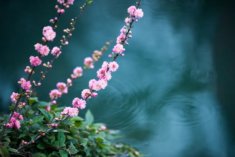河边粉色系花