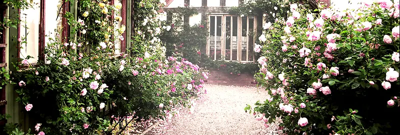 玫瑰花园浪漫背景