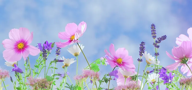 五彩缤纷的花卉图片