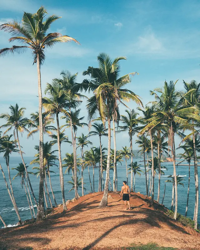 椰子树海边沙滩