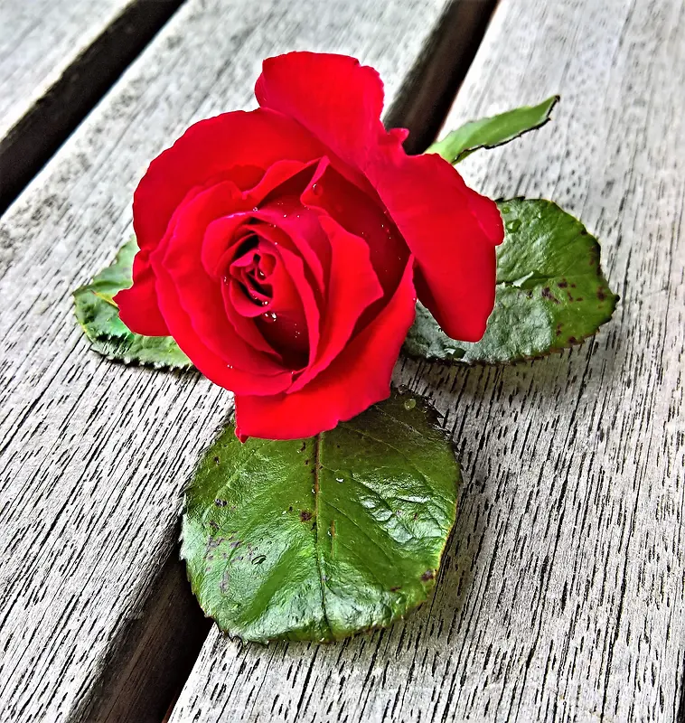 木板 玫瑰花 情人节