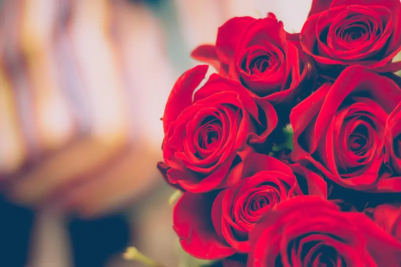 玫瑰花 花 浪漫