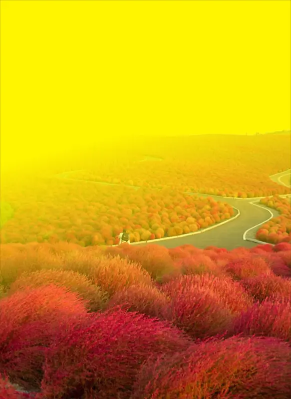 风景黄底红色树背景