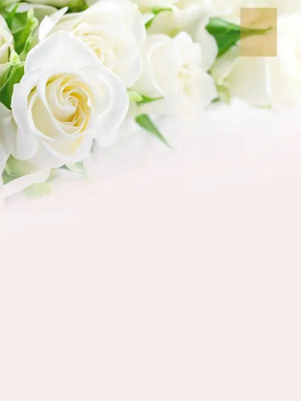 白玫瑰情人节背景素材