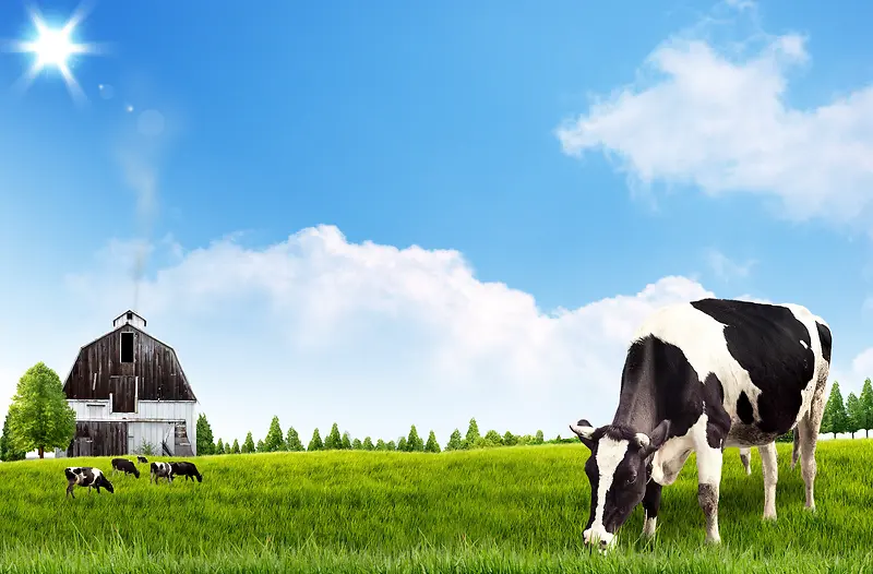 牧场奶牛太阳草原绿草地背景素材