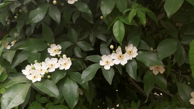 绿叶白色花朵jpg