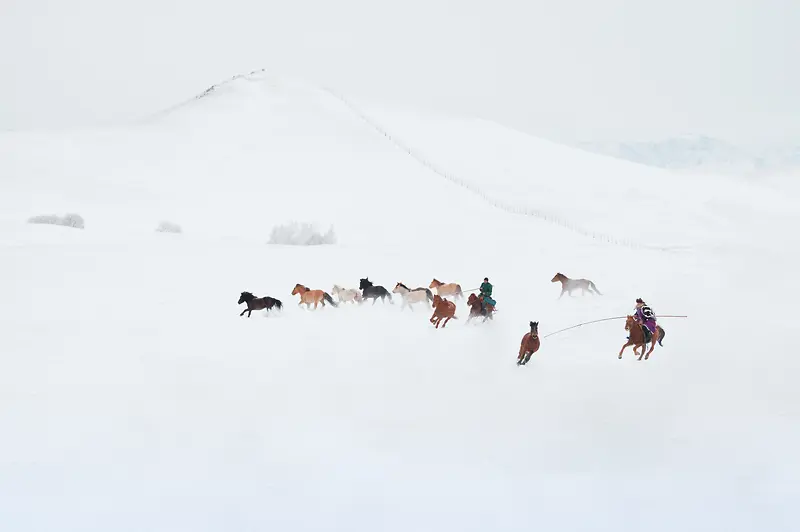 冬天雪地上的骏马图