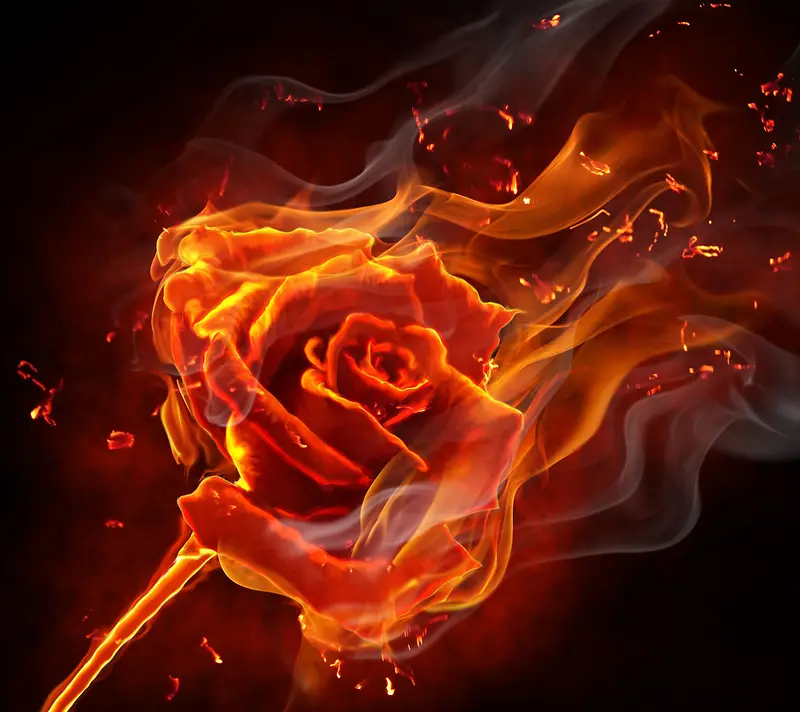炽热的火焰玫瑰