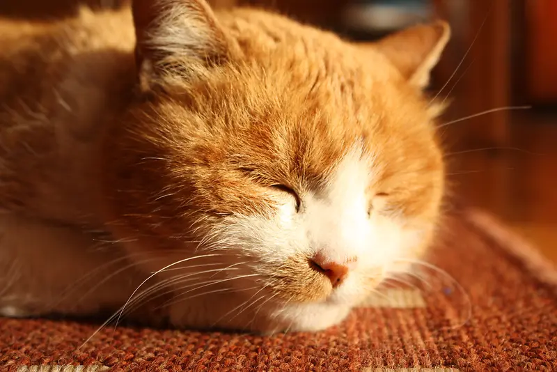 睡懒觉的橘猫