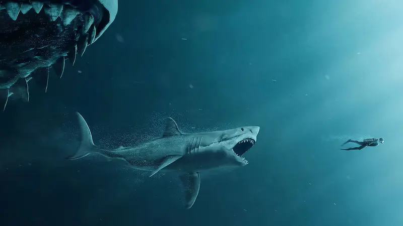巨齿鲨与人类