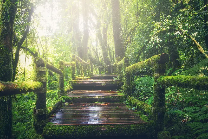 茂密森林中的木桥