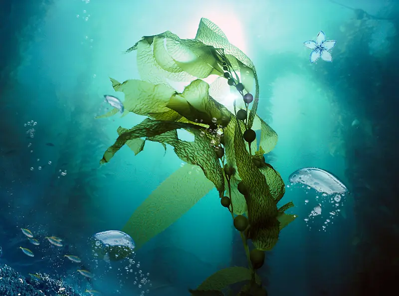 简约海洋海藻面膜促销海报背景素材