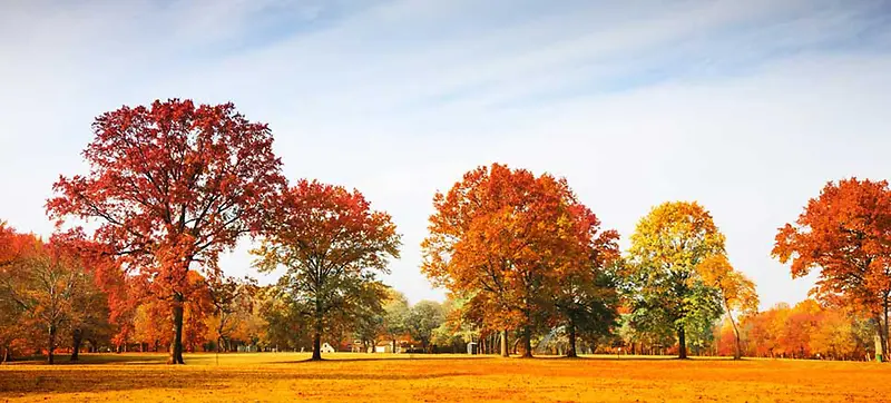 秋季公园美丽的树下摄影图片
