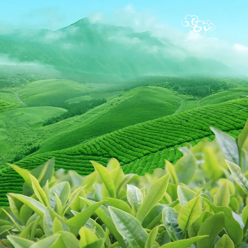 春茶节茶叶茶具绿色PSD分层主图背景素材