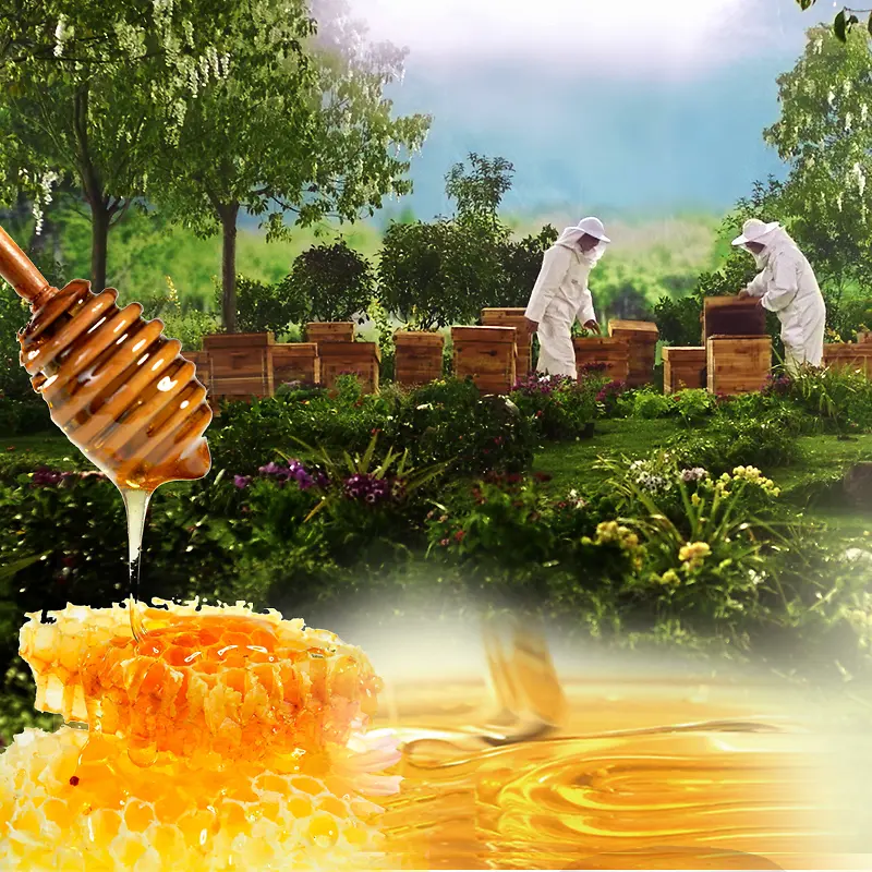 蜂蜜蜂巢食品主图