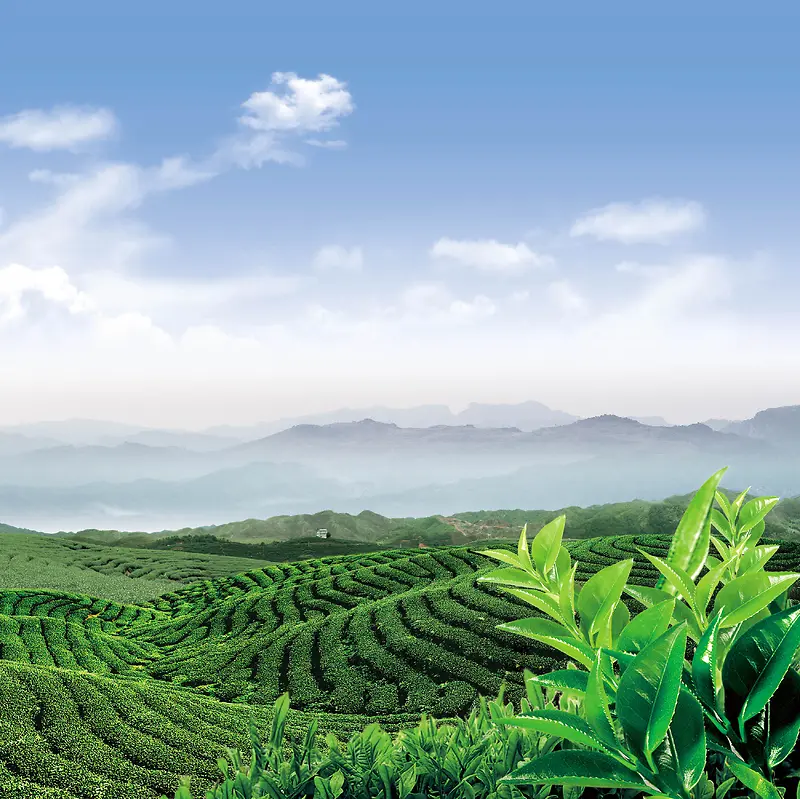 茶叶 茶山背景元素海报