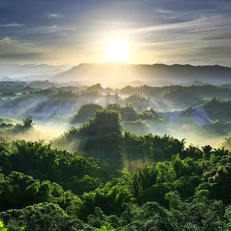 阳光森林背景