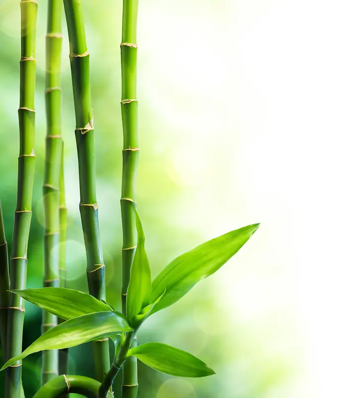漂亮的竹节和竹叶背景素材