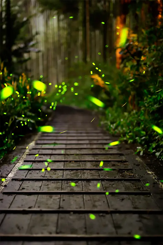 绿色森林小路萤火虫摄影平面广告