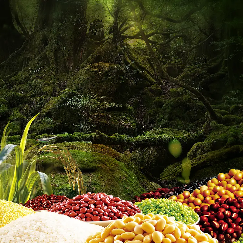 森林五谷杂粮食品PSD分层主图背景素材