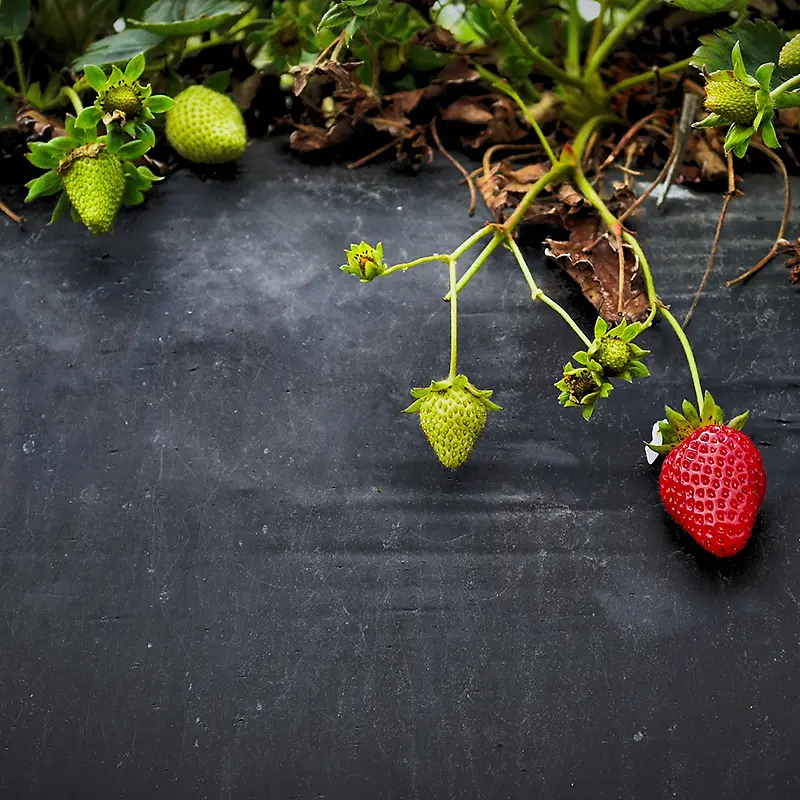 农场草莓纹理背景
