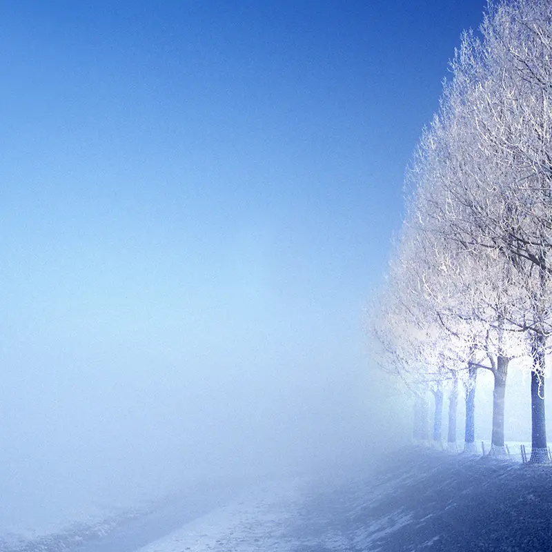 风景雪景树林天猫主图背景元素