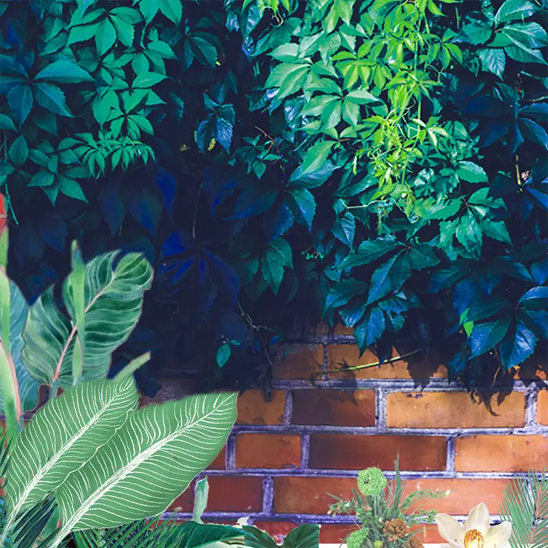 清新摄影风景植物砖墙大片绿色
