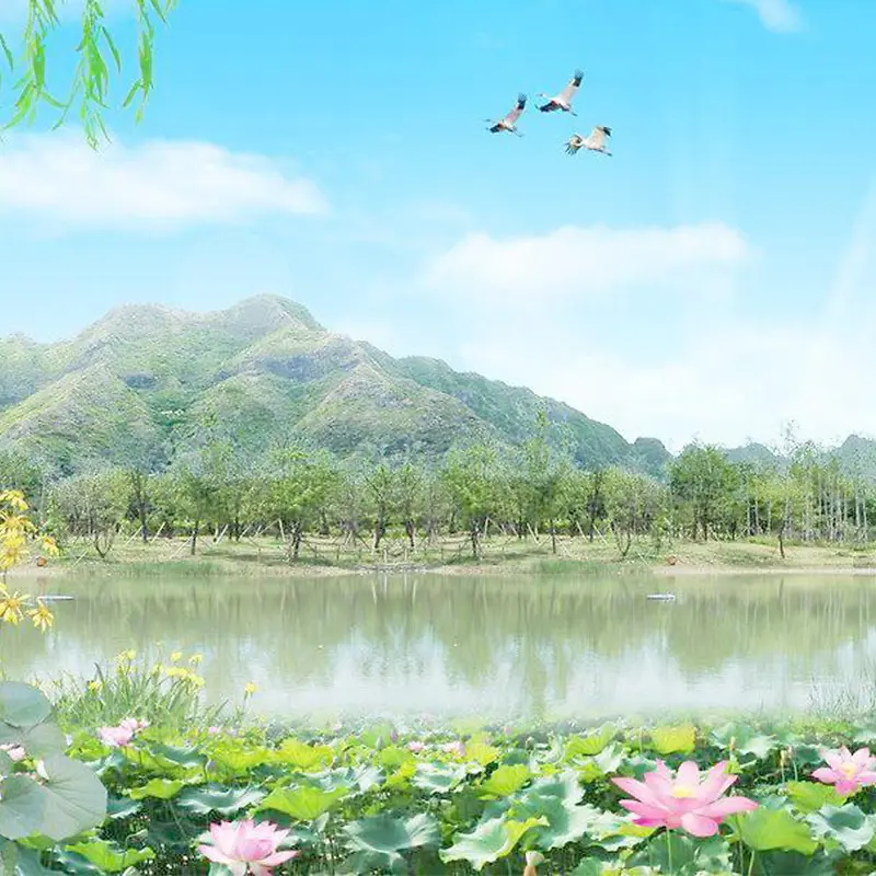 自然荷花背景图