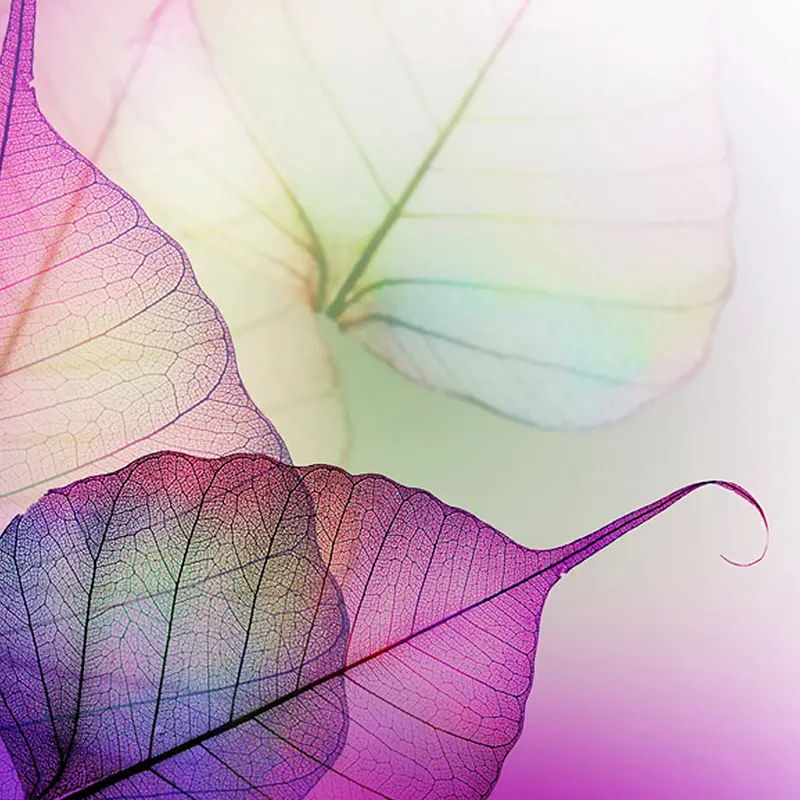 叶脉 微距 紫色 叶片 叶子 自然 植物 梦幻 背景