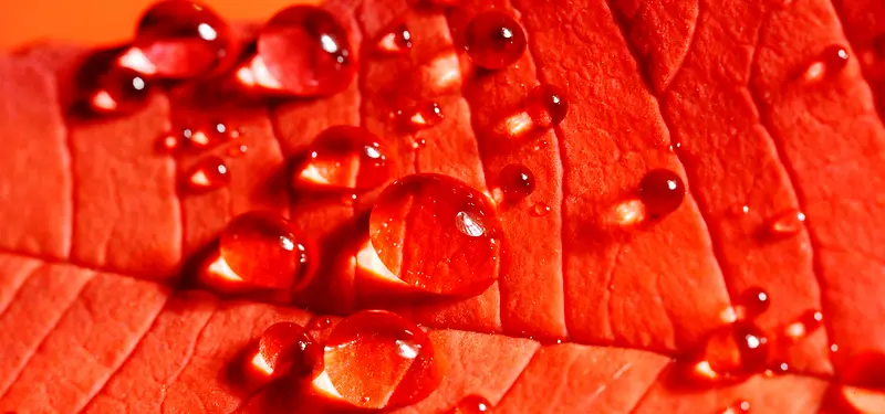 红叶背景透明水珠