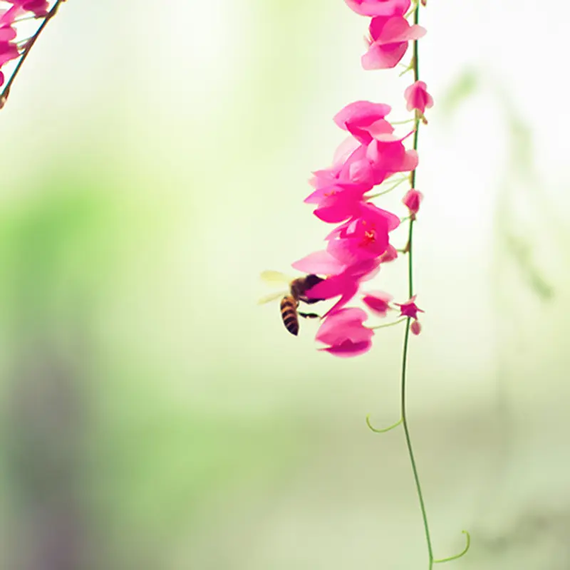 蜜蜂鲜花唯美背景