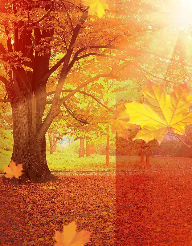 金黄色调的秋季旅游背景素材