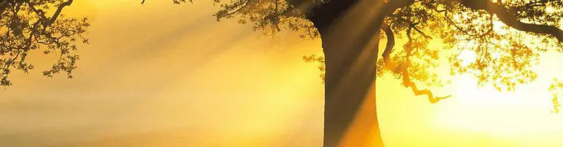 阳光背景
