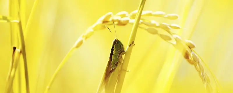 金黄稻子昆虫背景