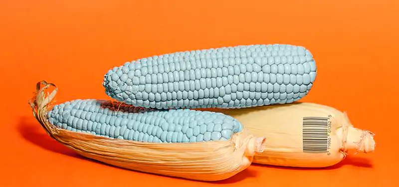玉米背景图