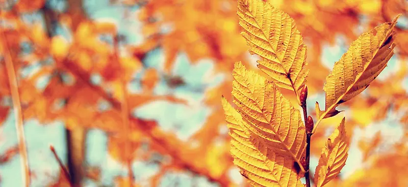 秋冬金黄色树叶唯美背景