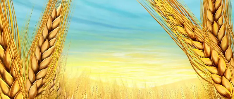 手绘丰收的小麦
