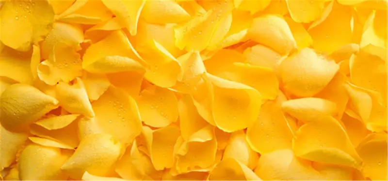 黄色花瓣背景