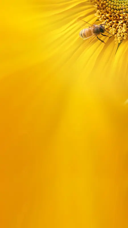 蜜蜂采蜜黄色简约H5背景素材
