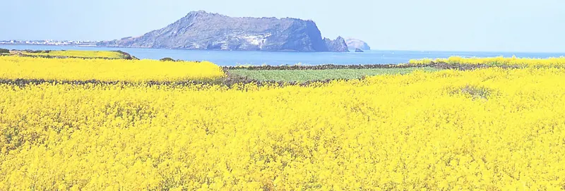 油菜花背景