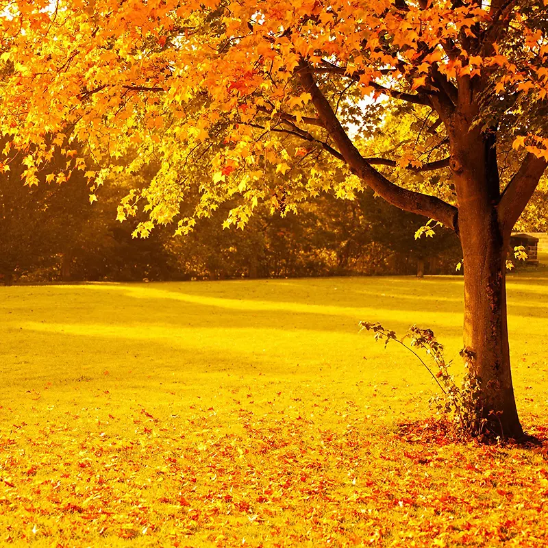 金色秋季背景