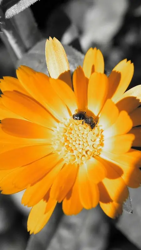 花朵上的小蜜蜂H5背景